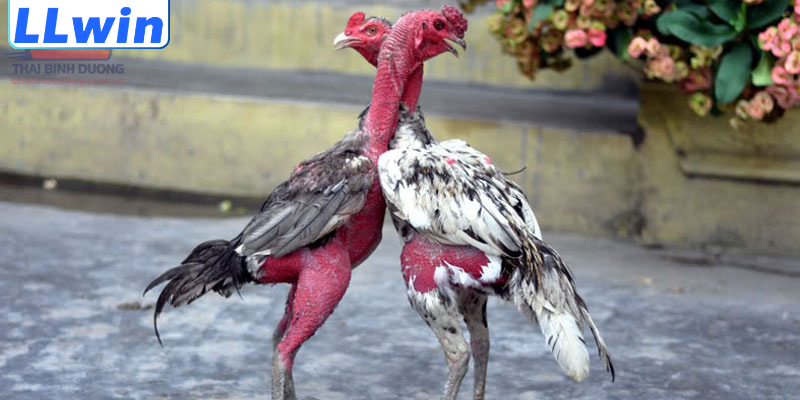 Kinh Nghiệm Chơi Đá Gà Thomo Chuẩn Xác Giúp Tối Ưu Hiệu Quả 2 Ưu điểm khi áp dụng đúng mẹo chơi đá gà